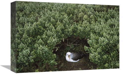 Global Gallery GCS-451790-1218-142 12 x 18 in. Yellow-Nosed Albatross 