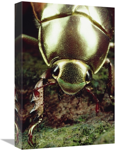 Global Gallery GCS-450699-1218-142 12 x 18 in. Golden Scarab Beetle Po