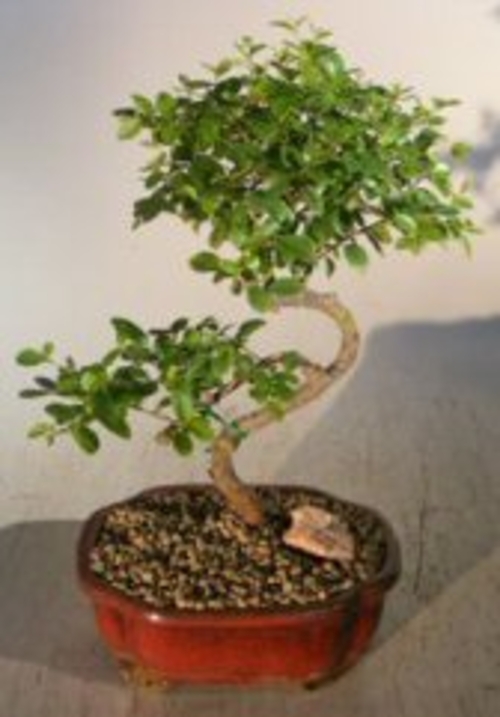 Flowering Sweet Plum- Medium Curved Trunk Style (sageretia theezans)
