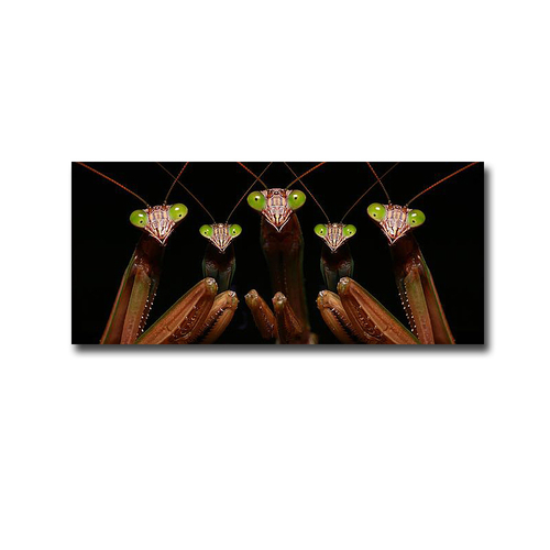 Artistic Home Gallery 1636I279IG Praying Mantis Family Portrait by Pat