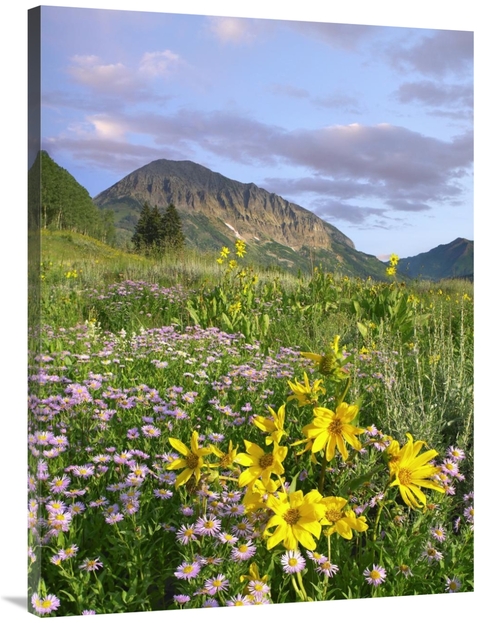 Global Gallery GCS-452233-3040-142 30 x 40 in. Orange Sneezeweed & Smo