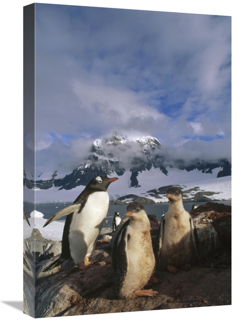 Global Gallery GCS-451256-1624-142 16 x 24 in. Gentoo Penguin with Chi