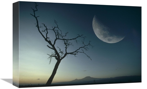 Global Gallery GCS-395771-1218-142 12 x 18 in. Whistling Thorn & Moon&