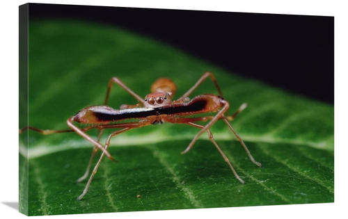 Global Gallery GCS-450715-2030-142 20 x 30 in. Kerengga Ant-Like Jumpe