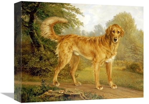 Global Gallery GCS-266794-16-142 16 in. A Golden Retriever on a Path A