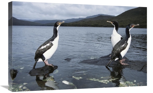 Global Gallery GCS-451585-2030-142 20 x 30 in. Auckland Island Cormora