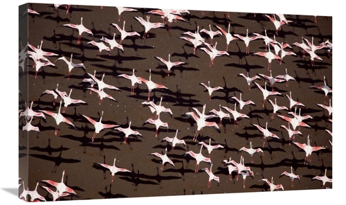 Global Gallery GCS-396168-30-142 30 in. Greater Flamingo & Lesser Flam