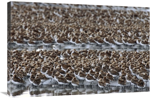 Global Gallery GCS-451920-2436-142 24 x 36 in. Western Sandpiper Flock