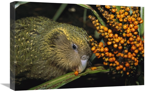 Global Gallery GCS-451747-1624-142 16 x 24 in. Kakapo Flightless Feedi