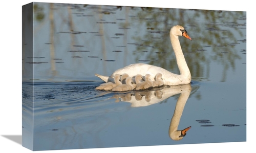 Global Gallery GCS-397391-1218-142 12 x 18 in. Mute Swan with Cygnets&