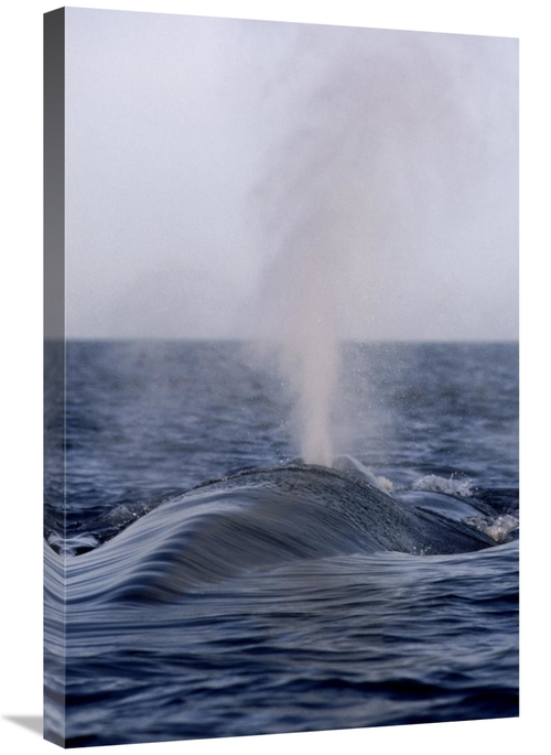 Global Gallery GCS-450600-2030-142 20 x 30 in. Blue Whale Spouting&#44