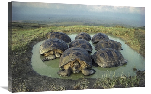 Global Gallery GCS-451163-2030-142 20 x 30 in. Galapagos Giant Tortois