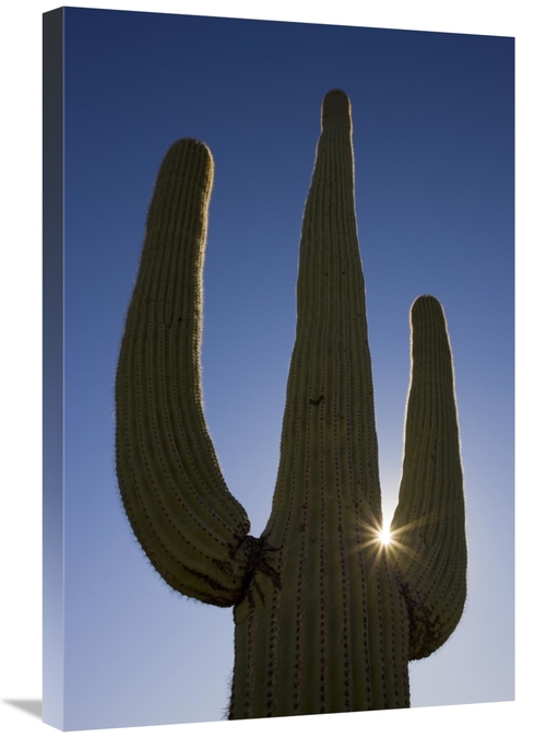 Global Gallery GCS-395324-2030-142 20 x 30 in. Saguaro Cactus & Sun&#4