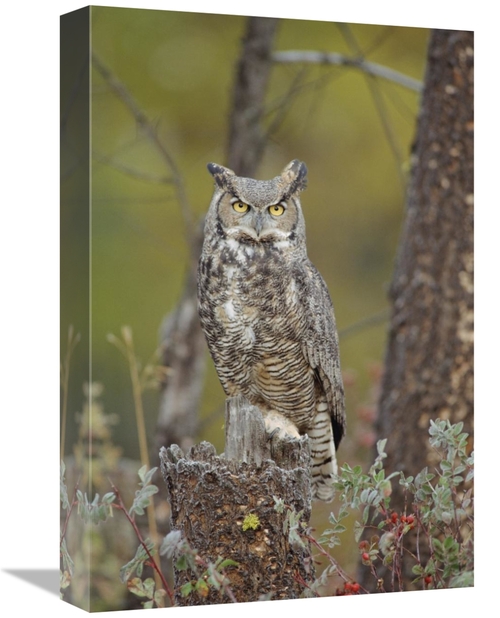 Global Gallery GCS-396429-1218-142 12 x 18 in. Great Horned Owl Adult 