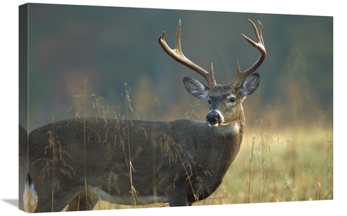 Global Gallery GCS-452013-2030-142 20 x 30 in. White-Tailed Deer Portr