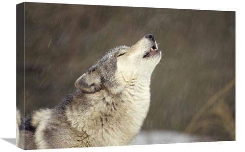 Global Gallery GCS-395749-1624-142 16 x 24 in. Timber Wolf Howling&#44