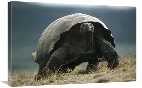 Global Gallery GCS-451279-2030-142 20 x 30 in. Galapagos Giant Tortois