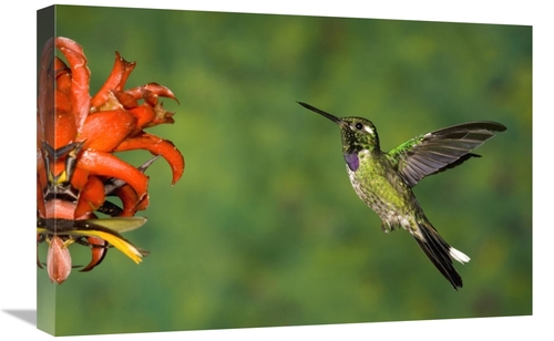 Global Gallery GCS-398312-1624-142 16 x 24 in. Purple-Bibbed Whitetip 