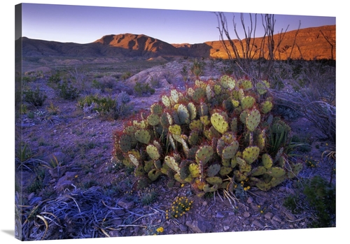 Global Gallery GCS-396772-3040-142 30 x 40 in. Opuntia in Chihuahuan D