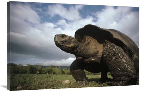 Global Gallery GCS-451167-2436-142 24 x 36 in. Galapagos Giant Tortois