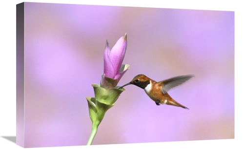 Global Gallery GCS-453274-1624-142 16 x 24 in. Rufous Hummingbird Male