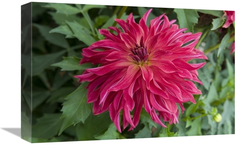 Global Gallery GCS-398343-1218-142 12 x 18 in. Dahlia Bangkok Variety 