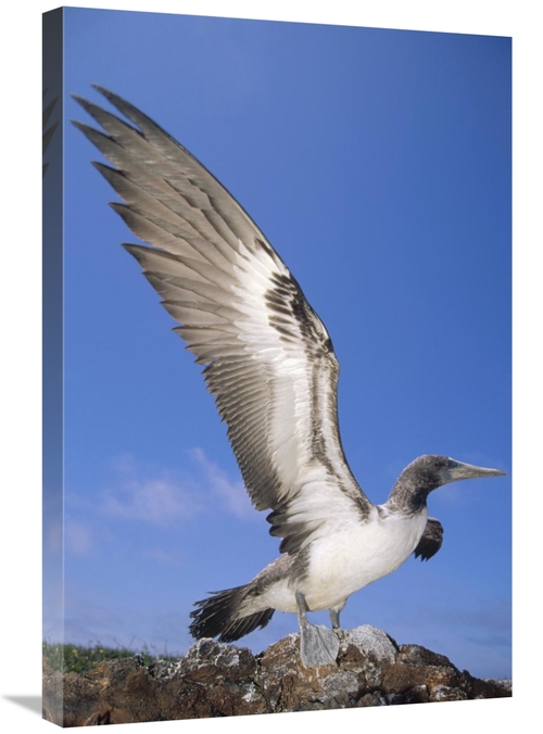 Global Gallery GCS-451294-2030-142 20 x 30 in. Masked Booby Fledgling 