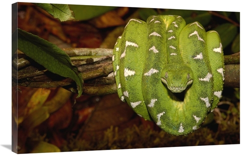 Global Gallery GCS-453187-2436-142 24 x 36 in. Emerald Tree Boa Coiled