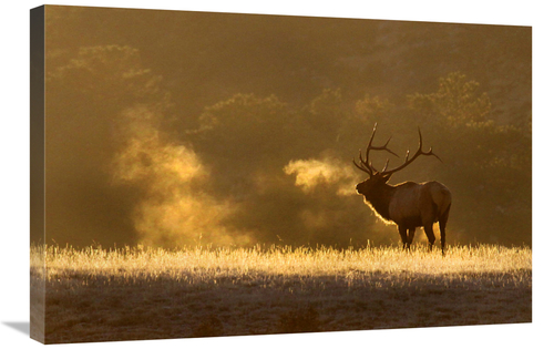 Global Gallery GCS-486570-30-142 30 in. Frosty Morning Bull Elk Art Pr