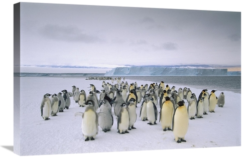 Global Gallery GCS-451734-2030-142 20 x 30 in. Emperor Penguin Fledgin
