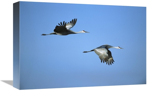 Global Gallery GCS-453284-1218-142 12 x 18 in. Sandhill Crane Pair Fly