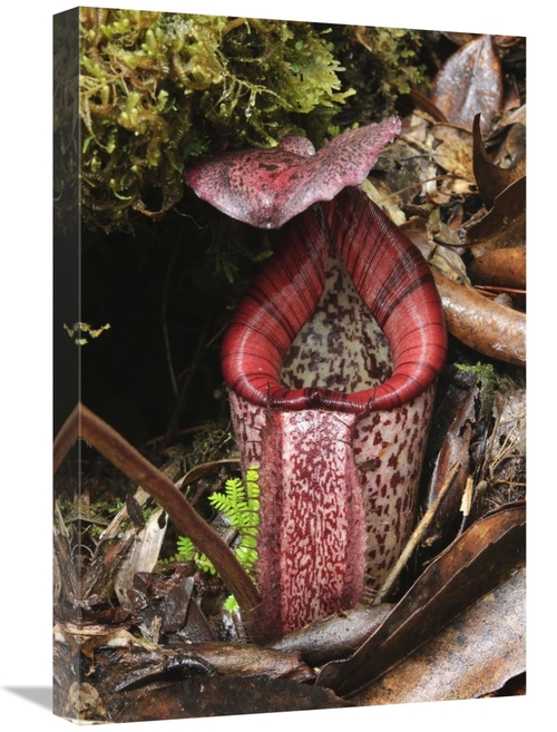 Global Gallery GCS-397559-1624-142 16 x 24 in. Burbidges Pitcher Plant