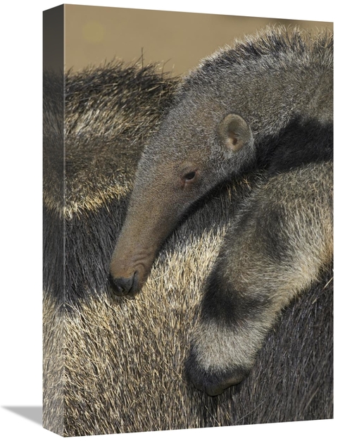 Global Gallery GCS-450874-1218-142 12 x 18 in. Giant Anteater Baby Rid