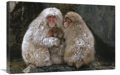 Global Gallery GCS-398501-2030-142 20 x 30 in. Japanese Macaque Family