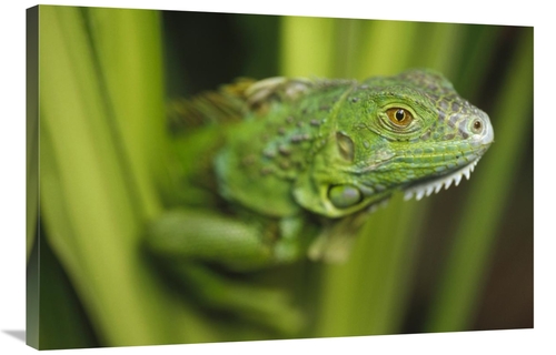 Global Gallery GCS-396452-2436-142 24 x 36 in. Green Iguana Amid Green