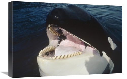 Global Gallery GCS-450564-1624-142 16 x 24 in. Orca Portrait, Nort