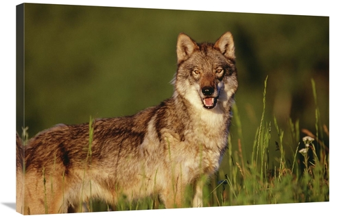 Global Gallery GCS-396035-2436-142 24 x 36 in. Timber Wolf Portrait&#4