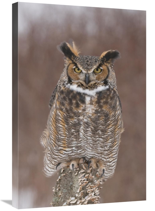 Global Gallery GCS-397343-2030-142 20 x 30 in. Great Horned Owl, H