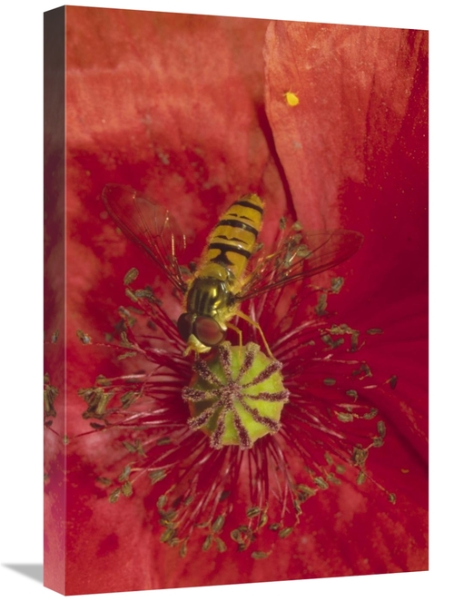 Global Gallery GCS-452279-1624-142 16 x 24 in. Marmalade Hover Fly Col