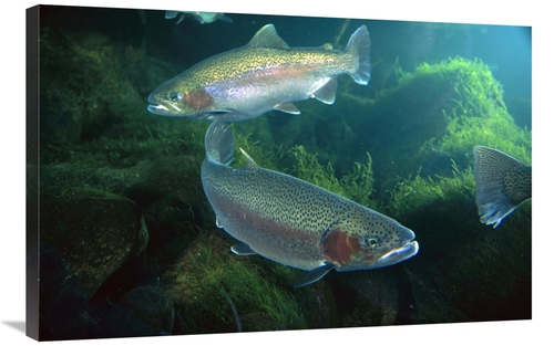 Global Gallery GCS-395696-2436-142 24 x 36 in. Rainbow Trout Pair Unde