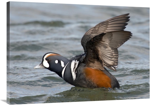 Global Gallery GCS-397387-40-142 40 in. Harlequin Duck Male Taking Fli