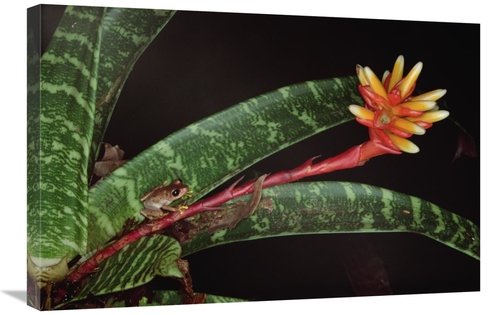 Global Gallery GCS-450738-2030-142 20 x 30 in. Frog on Guzmania Bromel