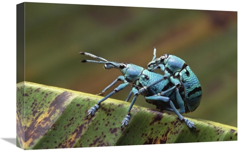 Global Gallery GCS-452770-1624-142 16 x 24 in. True Weevil Pair Mating