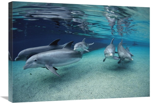 Global Gallery GCS-450944-30-142 30 in. Bottlenose Dolphin Group Swimm