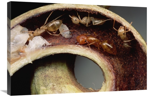 Global Gallery GCS-451013-2436-142 24 x 36 in. Carpenter Ants & Pupae 