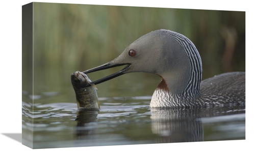 Global Gallery GCS-451935-1218-142 12 x 18 in. Red-Throated Loon with 