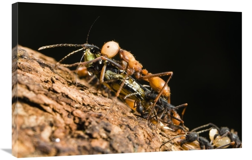 Global Gallery GCS-452688-2436-142 24 x 36 in. Army Ant Carrying Crick