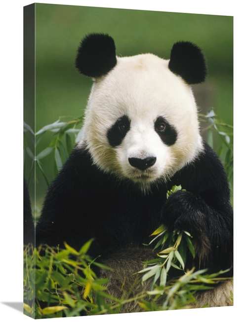 Global Gallery GCS-395742-1624-142 16 x 24 in. Giant Panda Eating Bamb