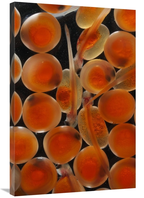 Global Gallery GCS-453585-2436-142 24 x 36 in. Chum Salmon Eggs & Alev