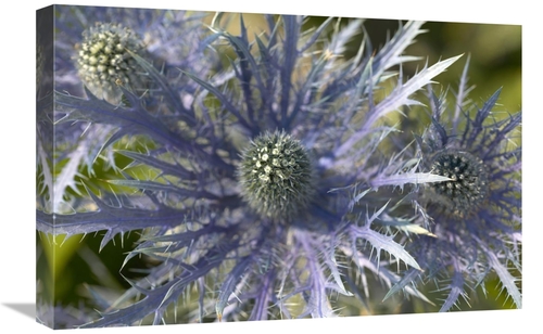 Global Gallery GCS-398321-1624-142 16 x 24 in. Eryngo Flower Art Print